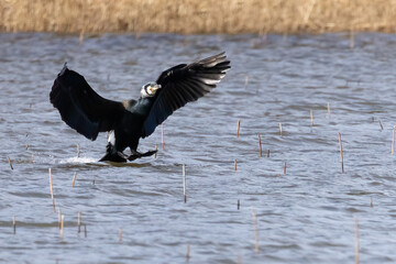 Great cormorant