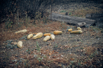 overripe zucchini lie in the autumn garden