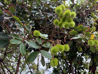Young green rambutans hanging in clusters on the tree, surrounded by lush foliage a vivid scene of tropical abundance in fruiting season