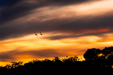 Silueta de dos pájaros volando al atardecer 
