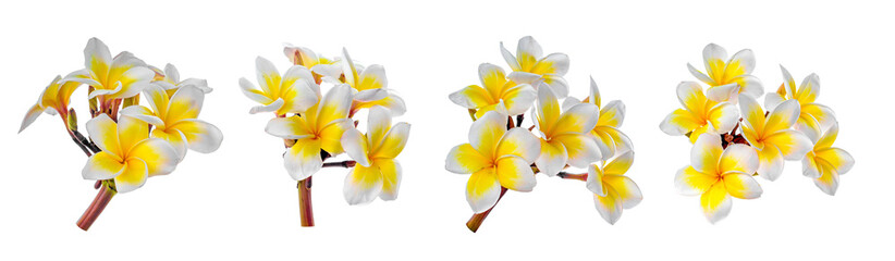 Set of Frangipani flowers isolated on white