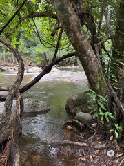 Fototapeta premium Twisted Tree by a Stream in the Forest