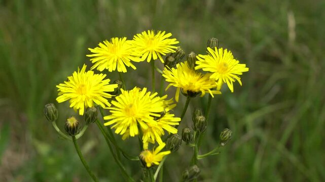 hawkweed in the wind