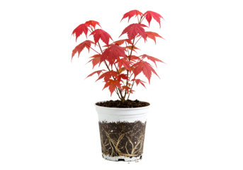 Red japanese maple sapling in white pot isolated on transparent background