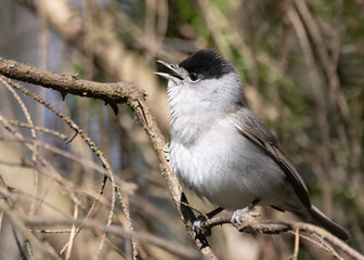 Blackcap
