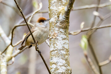 Blackcap