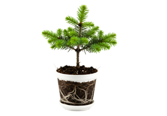 Small blue spruce in decorative pot isolated on transparent background