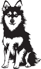 adorable alaskan klee kai dog vector illustration
