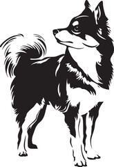 standing alaskan klee kai dog