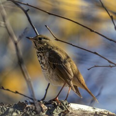 Song Thrush On Branch Cool Fall Morning