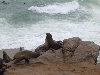 Fototapeta premium Cape fur seals rest on rugged rocks beside the crashing surf of the Atlantic Ocean. The coastal scene captures the animals' natural behavior in their wild, marine habitat.