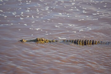 A Nile crocodile glides silently through muddy river water, barely visible except for its textured...