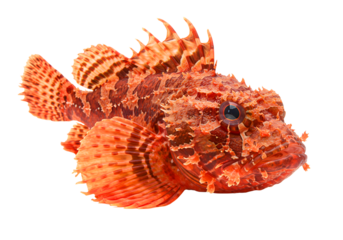 Red scorpionfish isolated on transparent background