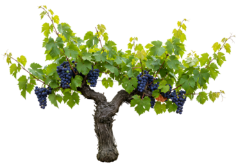 Young grapevine plant in pot isolated on transparent background