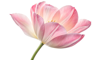 Fototapeta premium tulip flower isolated on white background PNG. AI GENERATED