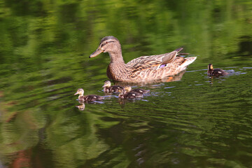 A duck and ducklings swim through the green water