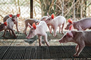 Piglet at pigsty. Pig farm. Group of piglet at animal farm.