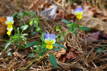 Wild or field pansy in its natural habitat.