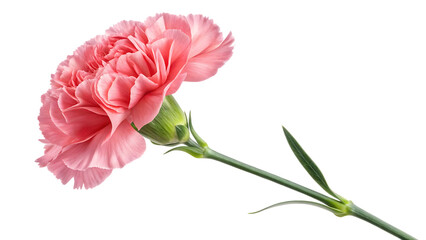 Obraz premium carnation flower isolated on white background PNG. AI GENERATED