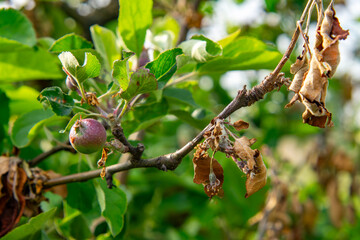 Close-up of an apple tree branch with young fruit and leaves damaged by spring frost