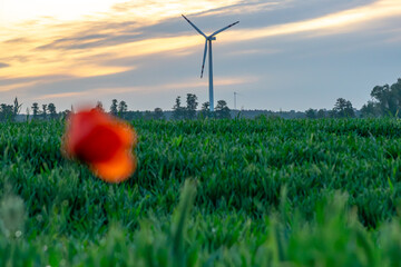 wind turbine stands in the distance at sunset, with a blurred red poppy in the foreground. A scenic...
