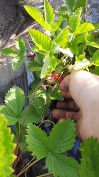 Mano de mujer cosechando fresas en el huerto