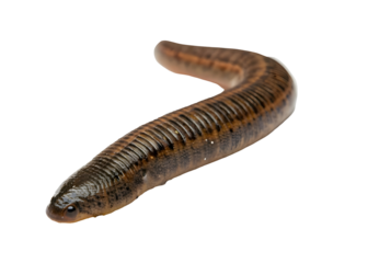 Leech on white background 