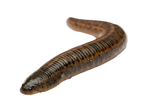 Leech on white background 