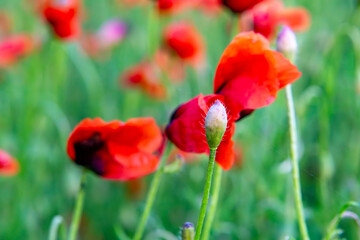 Close-up of red poppies in a green meadow. In the foreground, an unopened flower bud stands out among the vibrant red petals of blooming poppies. A vivid, colorful image perfect for nature and spring 