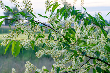 blooming branch of bird cherry (Prunus padus) with small white flowers and light green leaves. The photo captures the charm of spring nature and flowering trees.