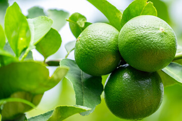 Green lemons is citrus  fruits on a branch with nature background. Green Lemons tree in the garden...