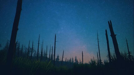 Night Sky Above Silhouette of Trees in Remote Landscape Under Starry Sky