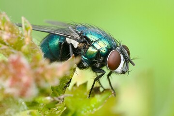 close up of a fly