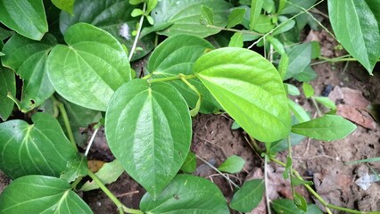 Close Up of Aromatic Green Betel Leaves, Piper Betle Herb Growing on Soil, Glossy Traditional Plant...