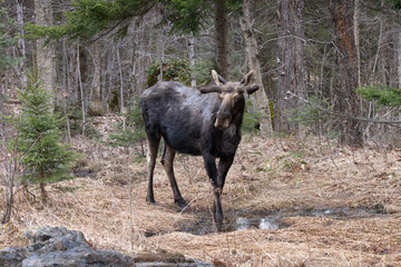 Bull moose Alces alces with velvet antlers stops beside a roadside puddle from which it has just...
