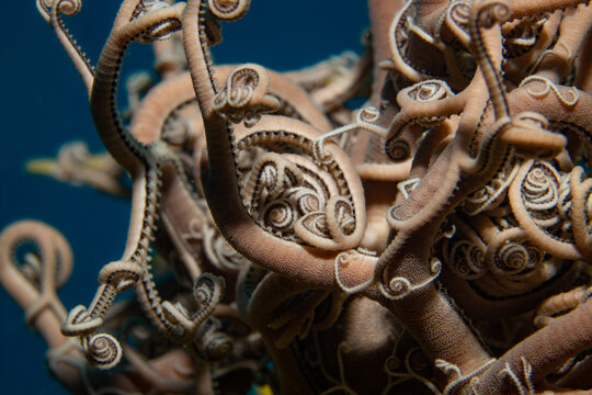 Unterwasseraufnahme von einem Gorgonenhaupt. Costa Brava, Spanien, Mittelmeer