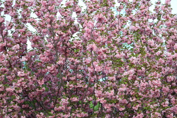 Obraz premium A large pink tree with many pink flowers. The tree is full of pink flowers and the flowers are in various stages of bloom. The tree is surrounded by a green background