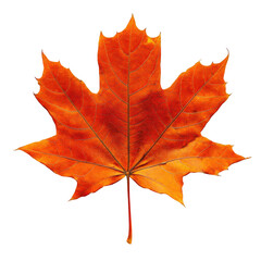 Obraz premium Autumn Maple Leaf isolated on a transparent background