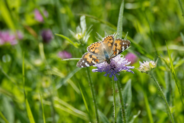 Painted Lady (Vanessa Cardui) Butterfly sitting on a small scabious in Zurich, Switzerland