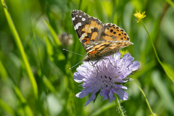 Painted Lady (Vanessa Cardui) Butterfly sitting on a small scabious in Zurich, Switzerland