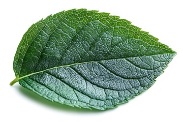 Obraz premium Single green leaf isolated on white background