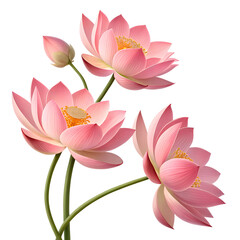 Graceful 3D Pink Lotus Flowers