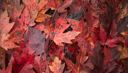 close up of colorful red, orange, brown and purple autumn maple leaves background