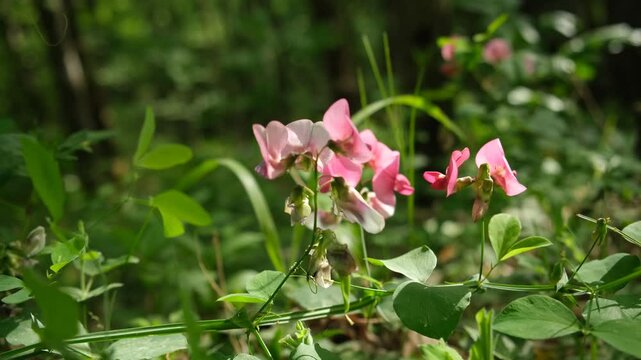 Pink Lathyrus odoratus flower close-up. A light breeze stirs the fragile stems of the flowers. The bright rays of the sun illuminate a blooming meadow. Authentic natural forest background. Summer time