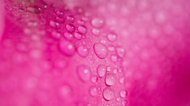 close up of water drops on pink petals of peony rose  floral background 