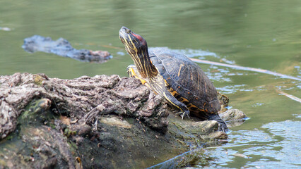 turtle in the pond