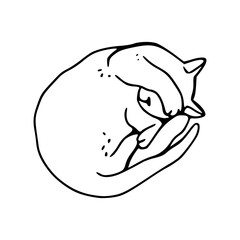 curled up feline illustration