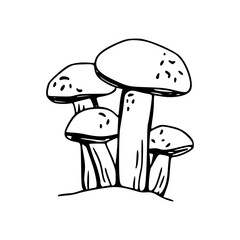 hand-drawn fungi group vector