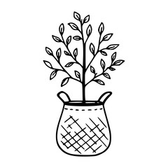 greenery decor : plant in container