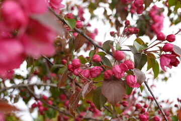 pink cherry blossom